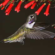 Costa's Hummingbird